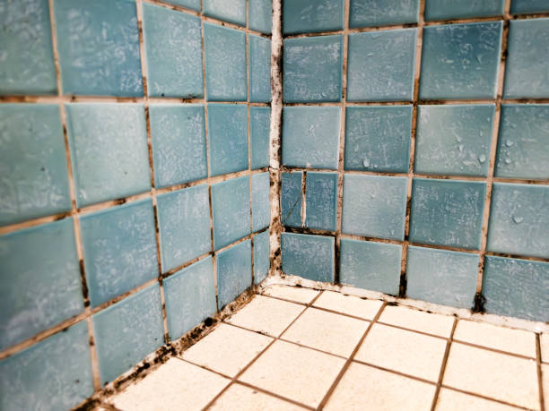 Trusted Clarks Green, PA Mold Removal Experts